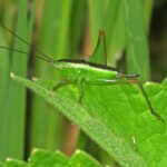 que-comen-los-saltamontes