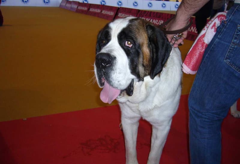 Raza de perro doméstico, se caracteriza por su gran estatura.