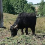 reproduccion-de-lo-bufalos