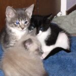 reproduccion-del-gato