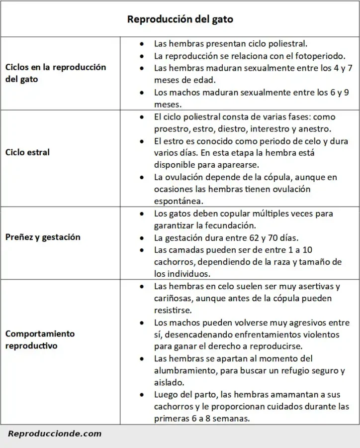 Ficha sobre la reproducción del gato