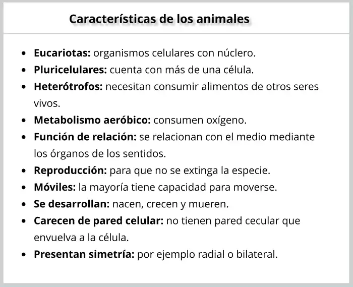 Resumen, esquema sobre las características de los animales