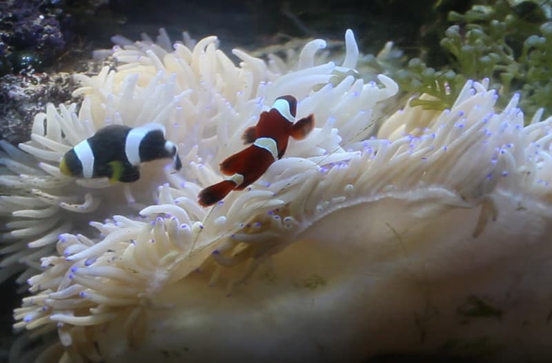 Simbiosis entre animales