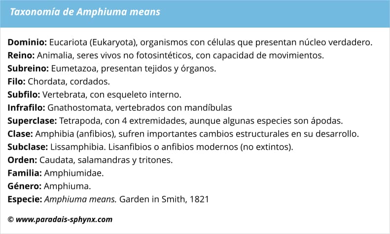 Taxonomía de Amphiuma means