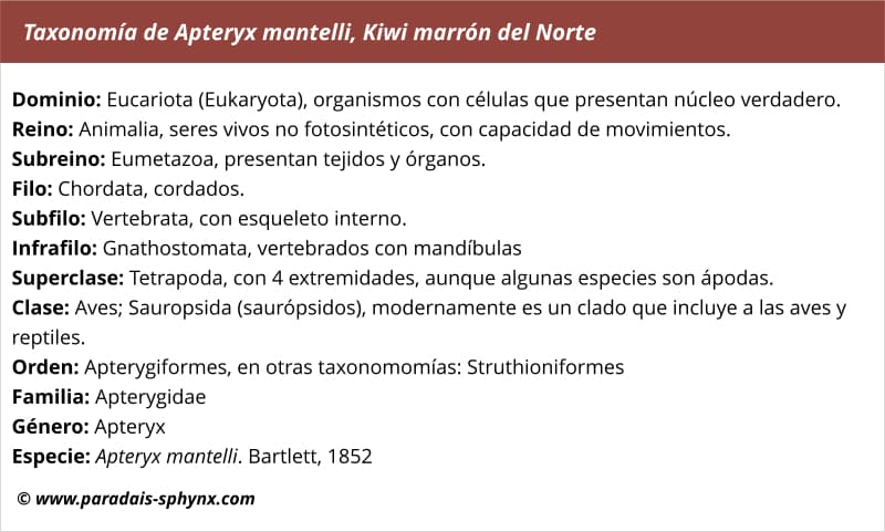 Taxonomía de Apteryx mantelli, Kiwi marrón del Norte