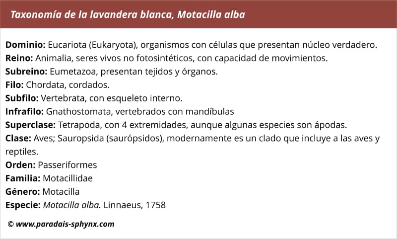 Taxonomía de la lavandera blanca, Motacilla alba