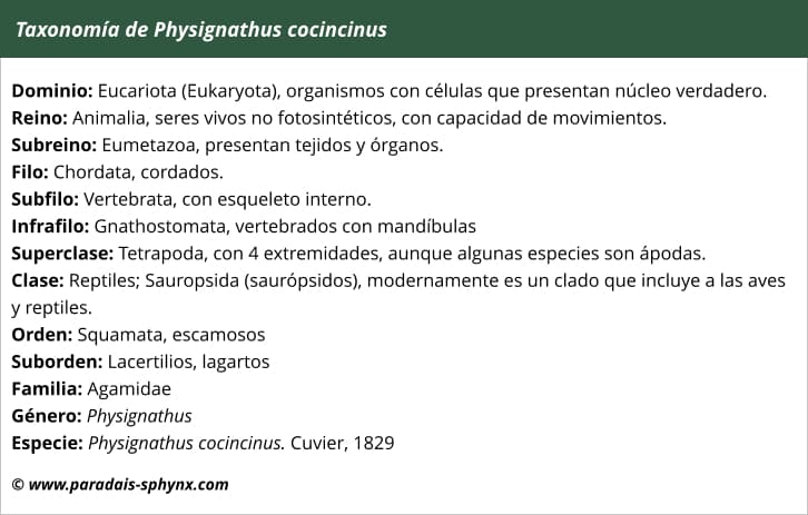 Taxonomía del dragón de agua chino, Physignathus cocincinus