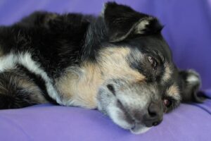 Perro miedoso, causas y cómo ayudarlo