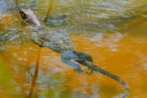 Varanus salvator, varano acuático