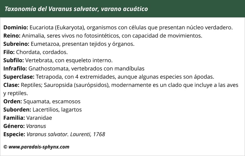 Taxonomía del Varanus salvator, varano acuático