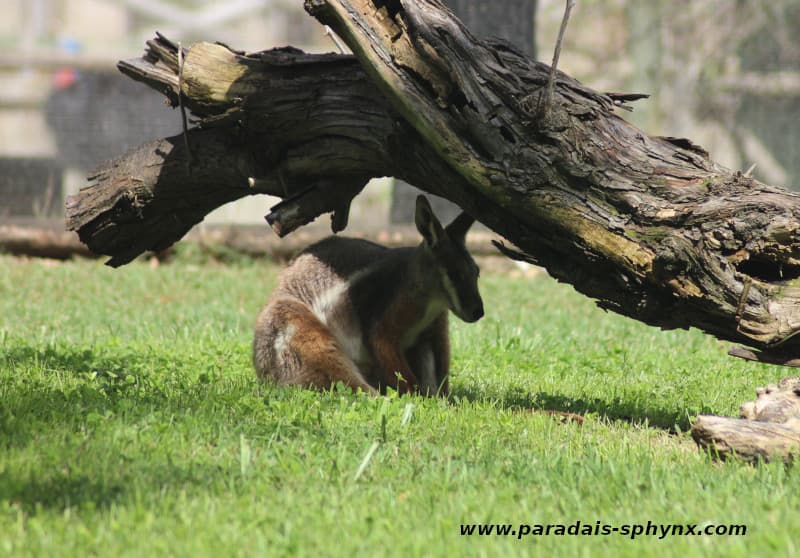 Wallaby de roca de patas amarillas, Petrogale xanthopus