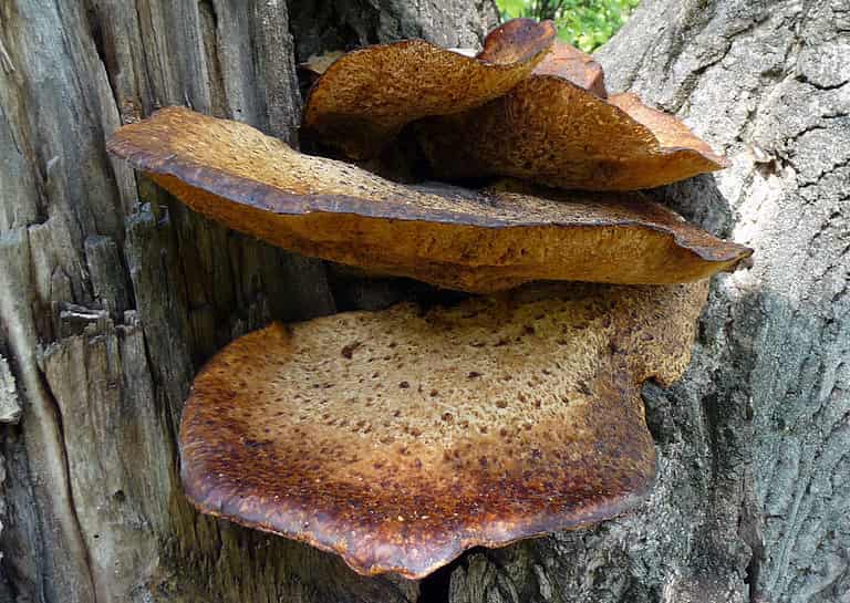 Tipos de setas: Afiloforales