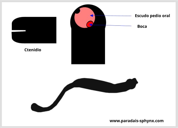 Caudofoveados, clase de moluscos Caudofoveata