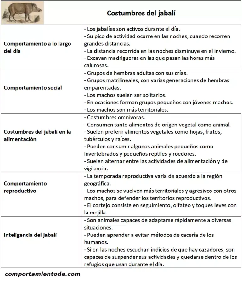 Costumbres del jabalí, Sus scrofa