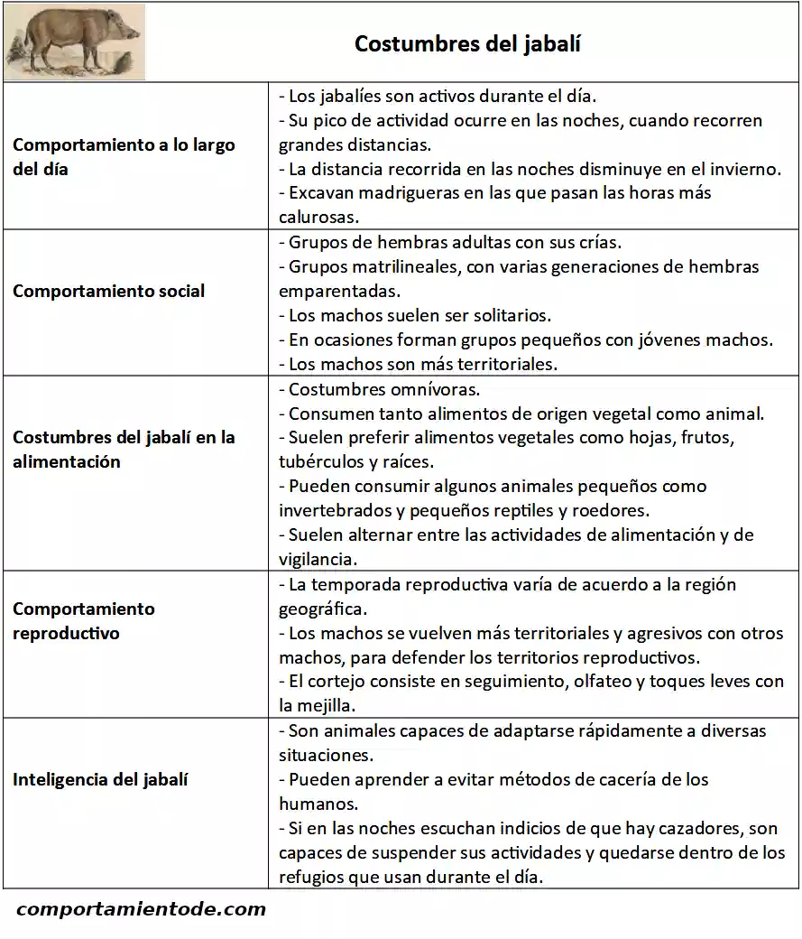 Costumbres del jabalí, Sus scrofa
