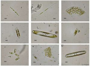 Diatomeas, características, nutrición y reproducción
