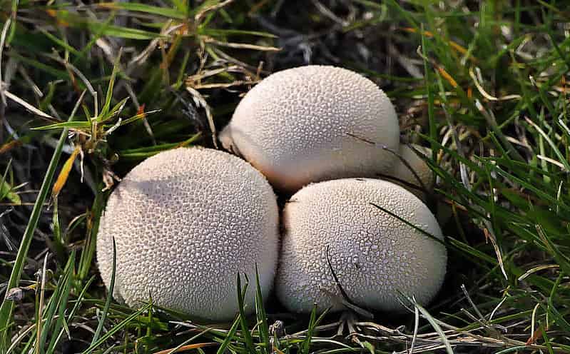 Grupos de hongos: Gasteromycetes