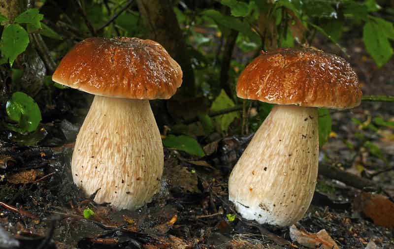 Tipos de setas, grupos de hongos más relevantes