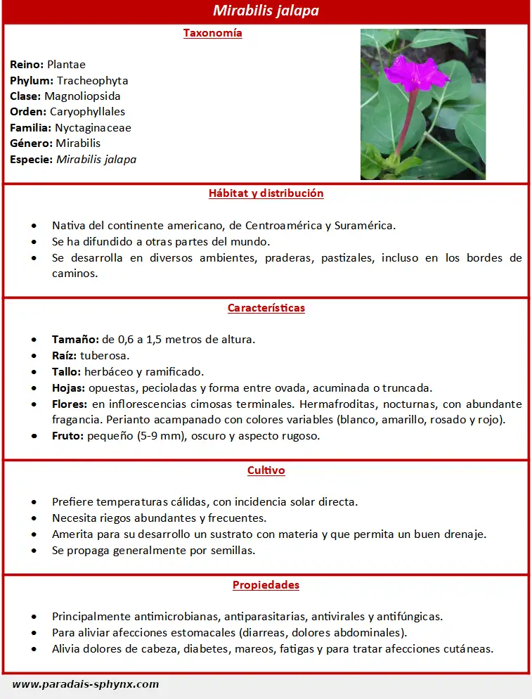 Mirabilis jalapa, dondiego, periquito