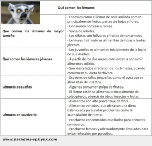 Qué comen los lémures, su dieta en función de la edad y especies
