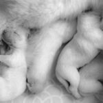 reproduccion-del-perro