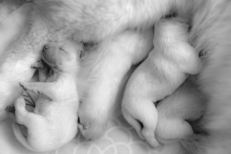 Reproducción del perro