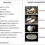 taxonomia-moluscos-molluscas