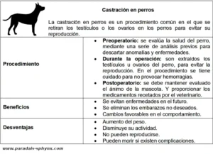 Castración en perros, qué es, beneficios y desventajas