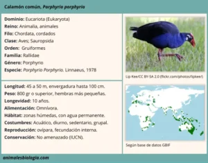 Calamón común, Porphyrio porphyrio