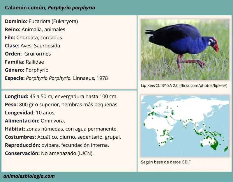 Calamón común, Porphyrio porphyrio