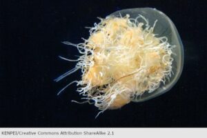 Medusa nomura, Nemopilema nomurai, su veneno es tóxico