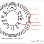 monoplacoforos-clase-monoplacophora