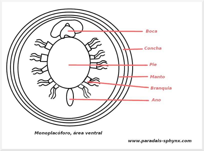 Monoplacóforos, clase Monoplacophora