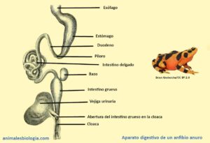 Aparato digestivo de los anfibios, proceso de digestión