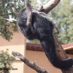 binturong-arctictis-binturong