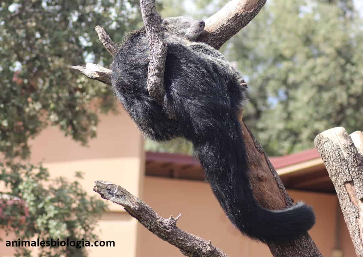 Binturong, un tímido y peculiar mamífero asiático