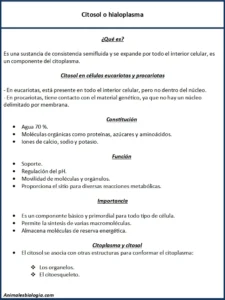 Citosol (hialoplasma), qué es, composición, funciones e importancia