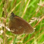 comportamiento-de-las-mariposas