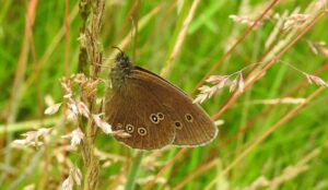 Comportamiento de las mariposas, curiosidades, qué les gusta hacer