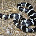 culebra-californiana-lampropeltis-californiae