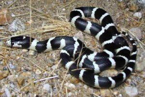 Culebra californiana, Lampropeltis californiae