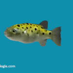 dichotomyctere-nigroviridis-puffer-verde