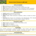 diente-de-leon-taraxacum-officinale