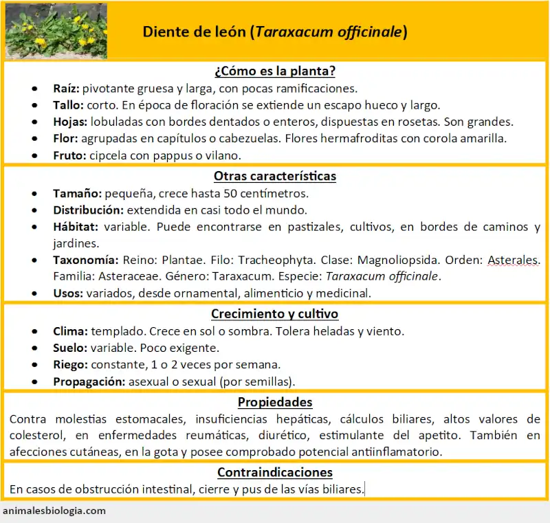 Diente de león, Taraxacum officinale