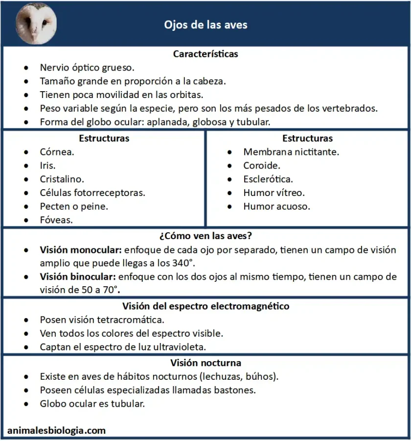 Ficha informativa sobre los ojos de las aves