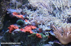 Hábitat de los cnidarios