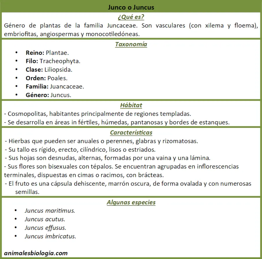Ficha, resumen sobre el género Juncus, junco