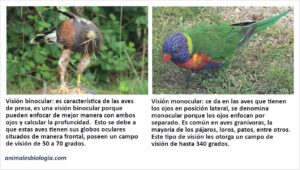Ojos de las aves, características, órganos involucrados. ¿Cómo ven?