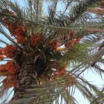 palmera-datilera-phoenix-dactylifera