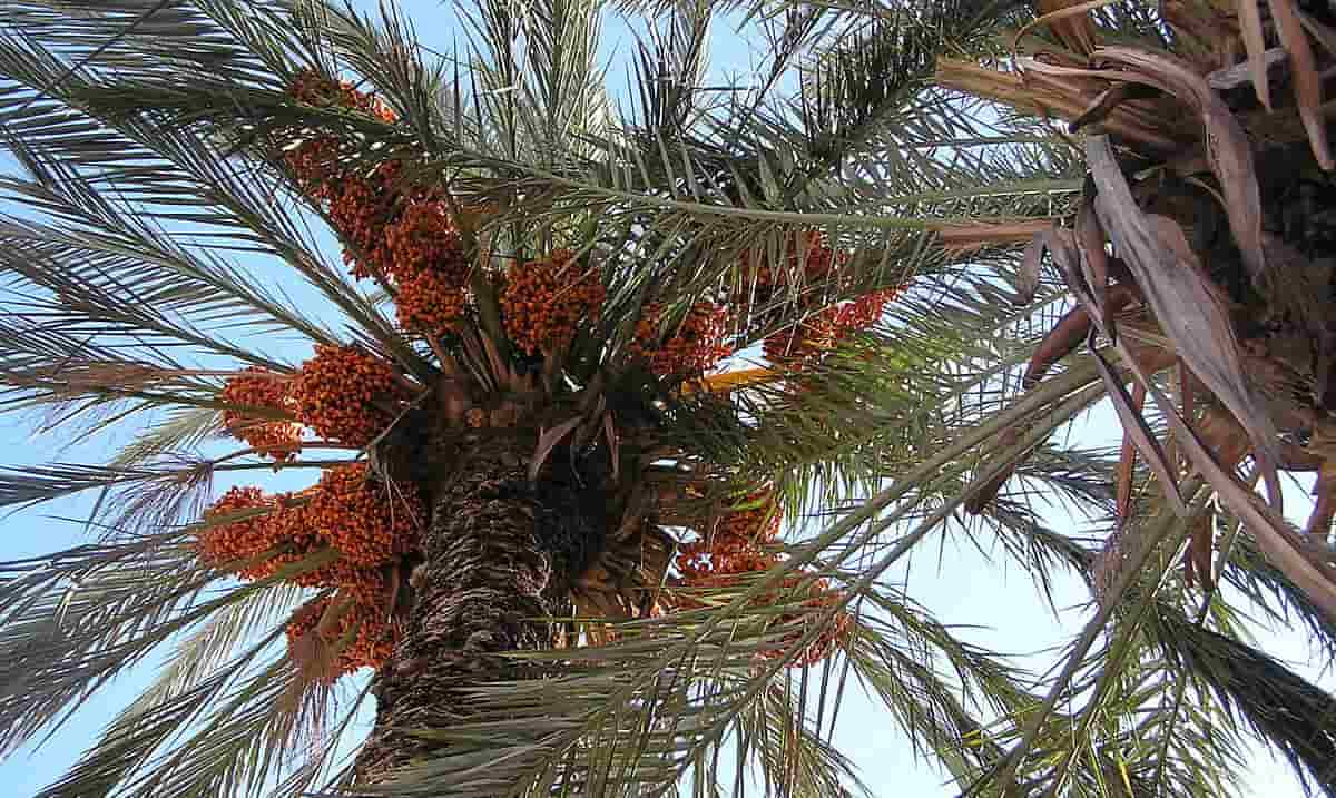 Palmera datilera, Phoenix dactylifera